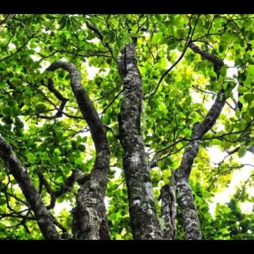 Programme Life + Forêt Sèche au Parc national de la Réunion