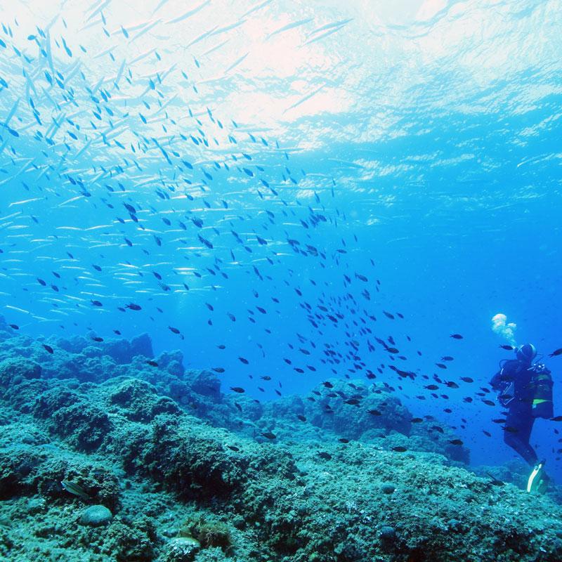Veille biologique dans les eaux du Parc national des Calanques