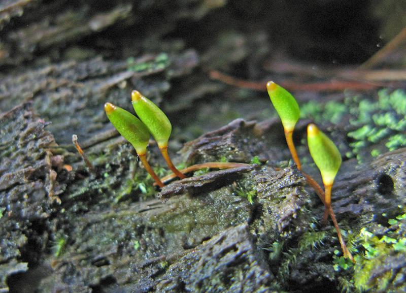 buxbaumie_verte_espece_patrimoniale_de_bryophyte_l.martin-dhermont_pnm.jpg