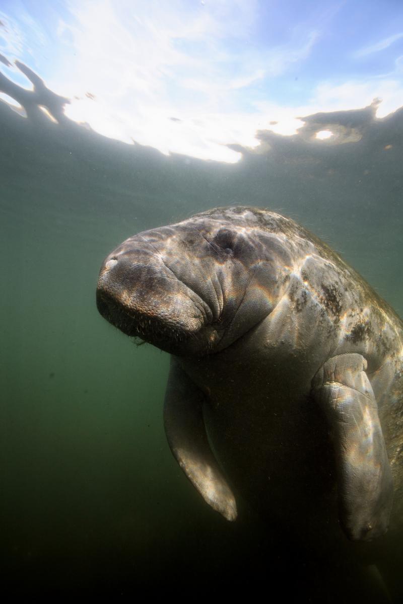 manatee4_selection_marseille2013.jpg