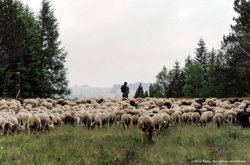 c_olivier_prohin_-_parc_national_des_cevennes.jpg