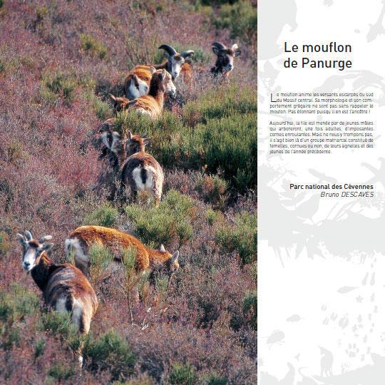 le-mouflon-de-panurge_imagelarge.jpg