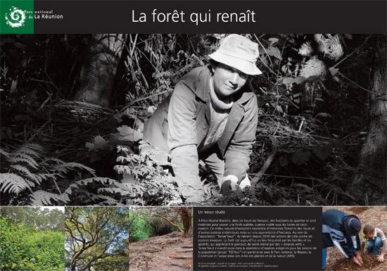 parc-national-de-la-reunion-la-foret-qui-renait_imagelarge.jpg