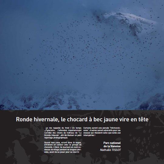 ronde-hivernale-le-chocard-a-bec-jaune-vire-en-tete_imagelarge.jpg