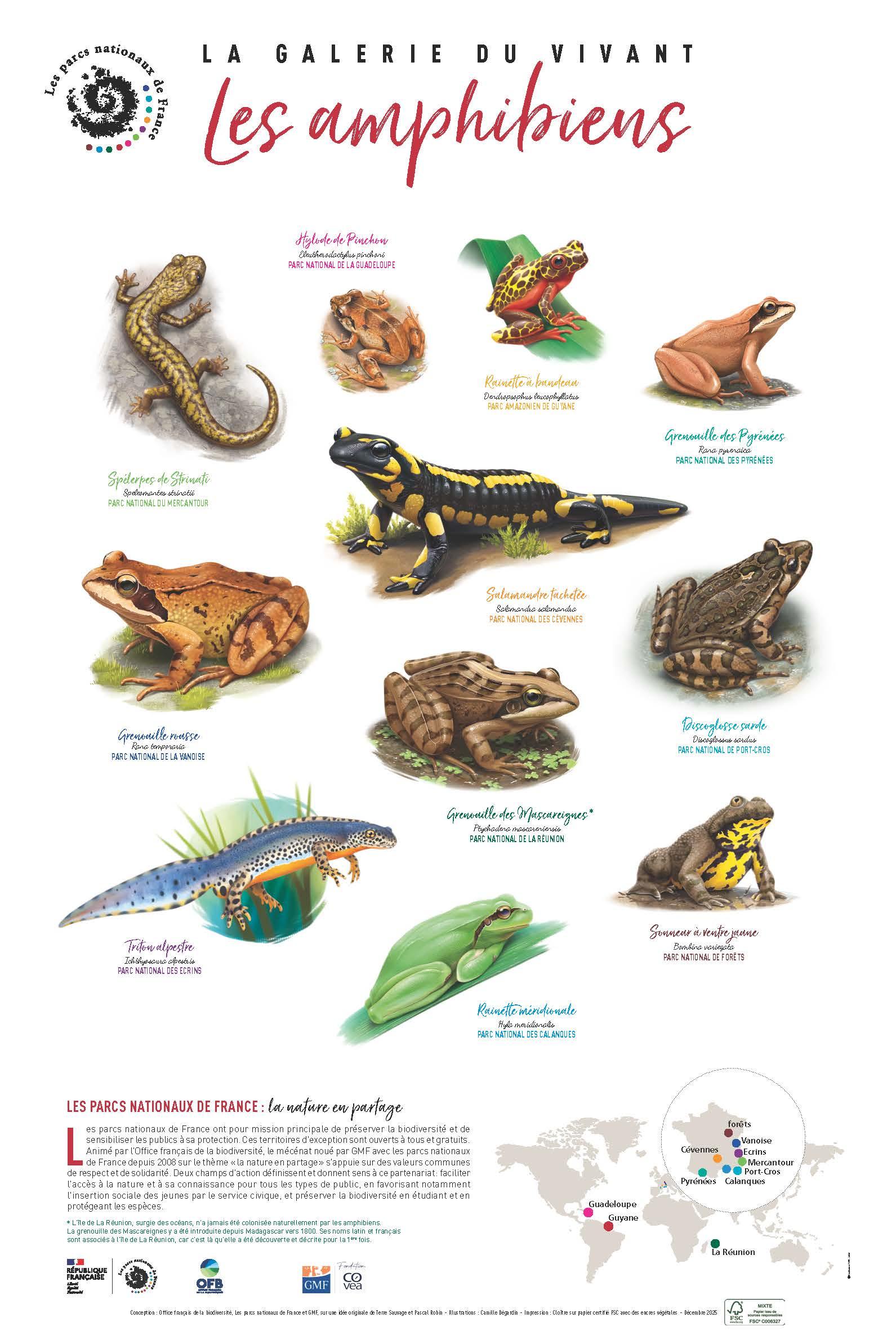 Lithographie "La galerie du vivant" #5 - Les amphibiens