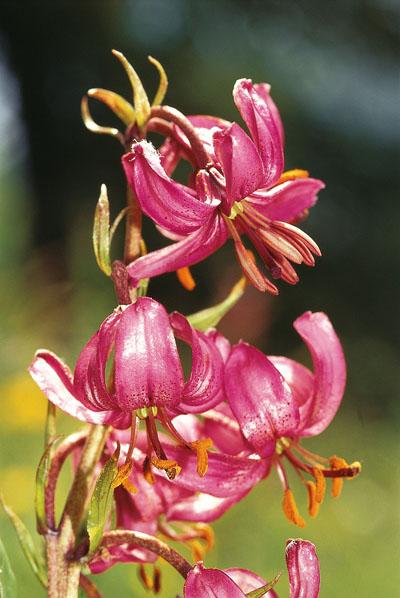 lis_martagon_p.pierini.jpg