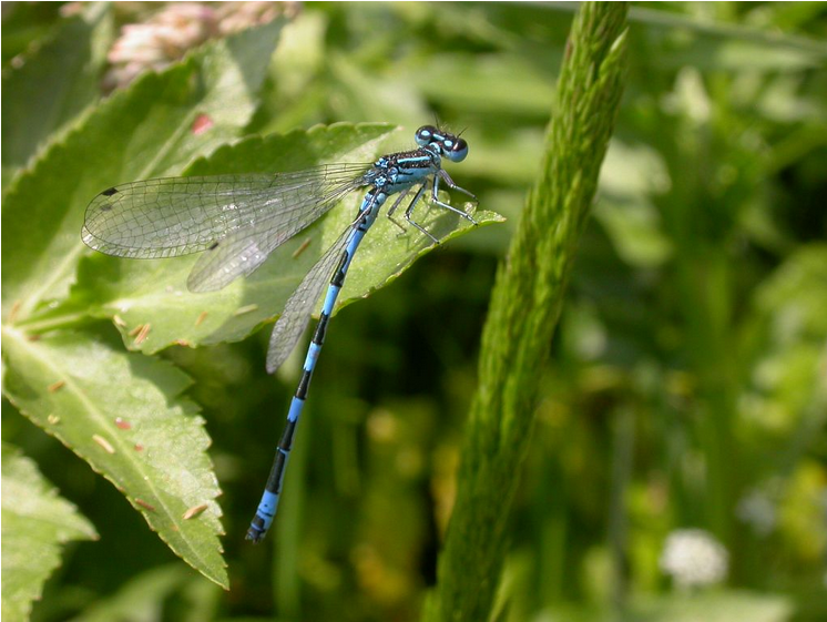 Agrion de Mercure - PNE.png