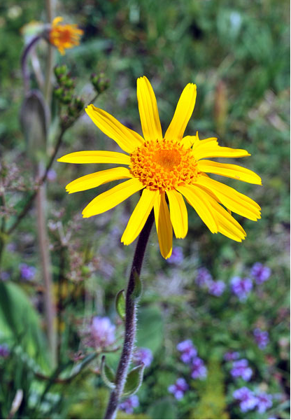 arnica_des_montagnes.png