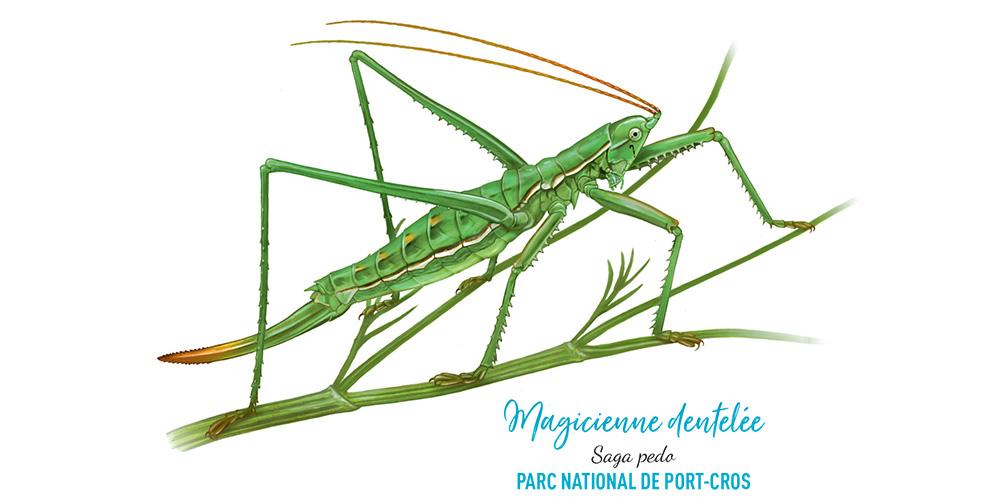 litho_insectes_pnpc.jpg