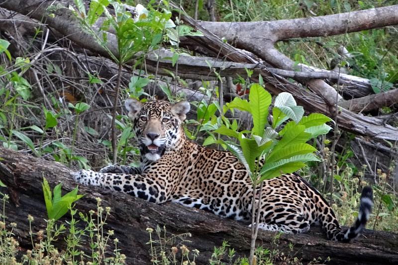 Jaguar-PAG.jpg