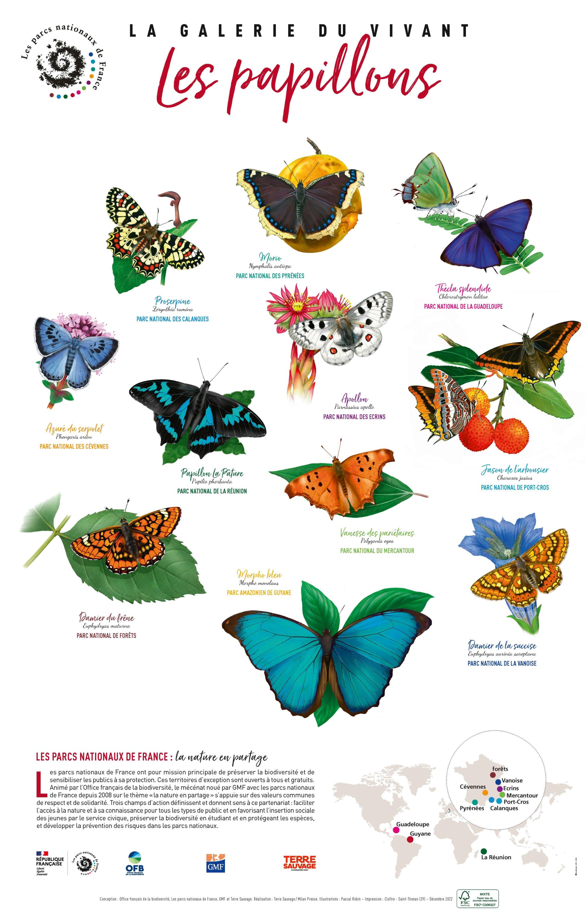La galerie du vivant, Les papillons © OFB, les parcs nationaux de France, GMF, Terre Sauvage