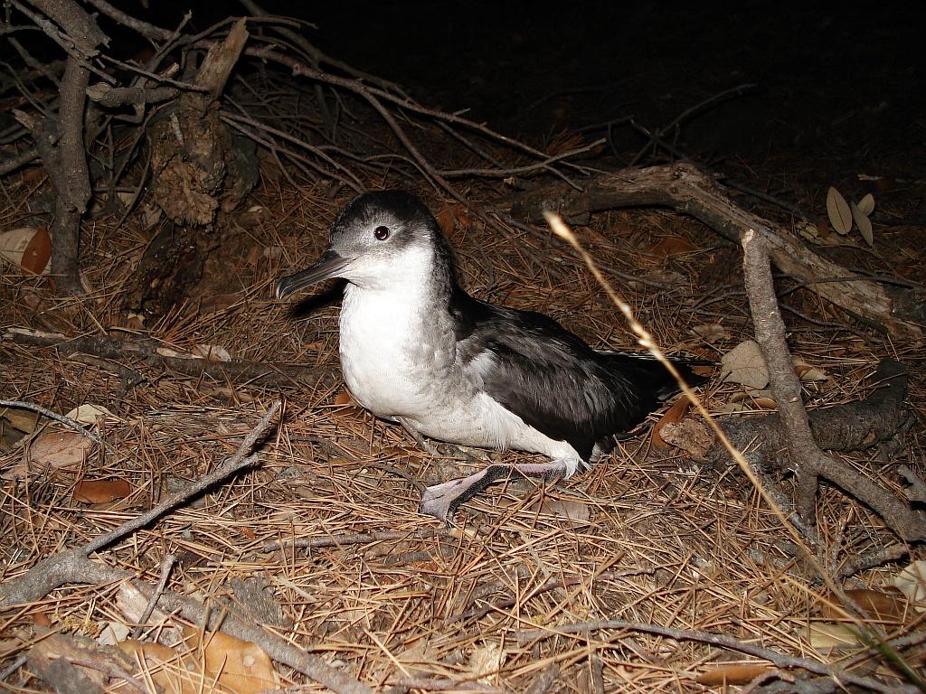puffin_yelkouan.jpg