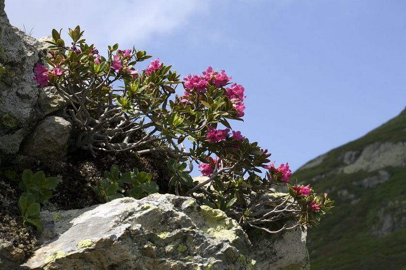 rhododendron.png