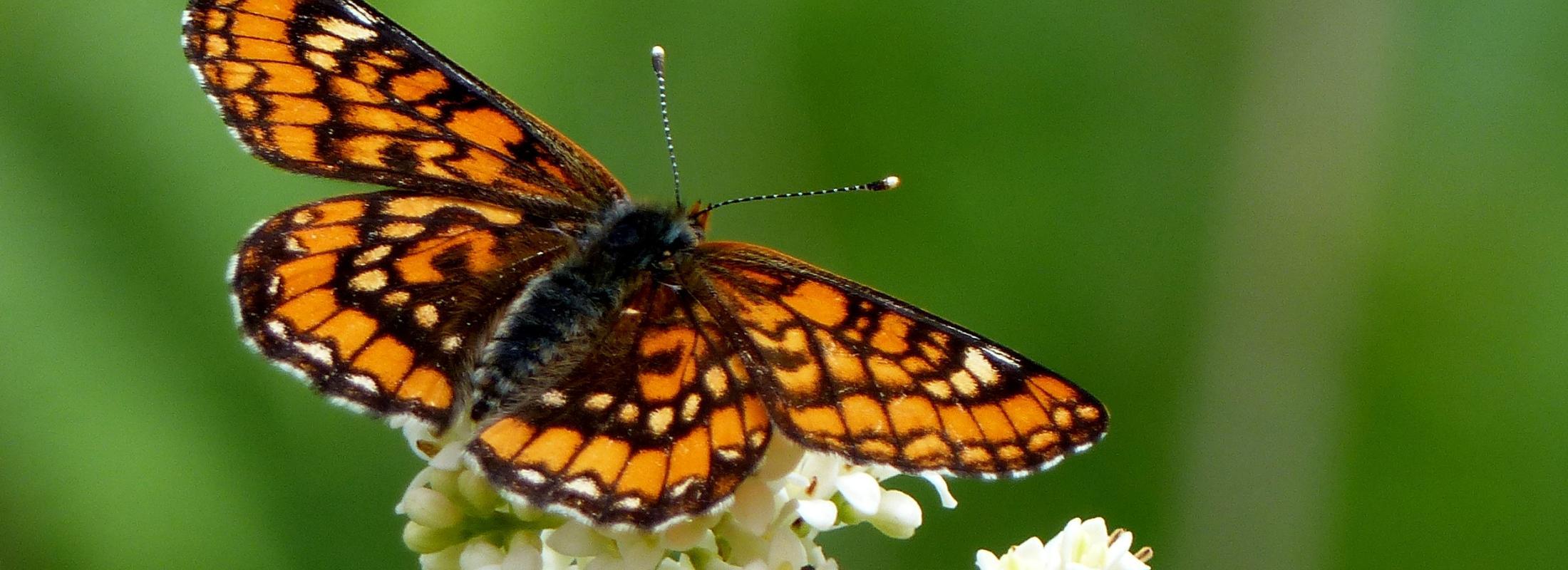 euphydryas maturna chalmessin