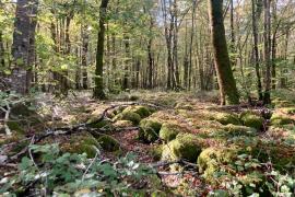 Paysage forestier à la réserve intégrale au PNF