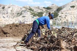 Chantier de lutte contre espèces exotiques envahissantes 