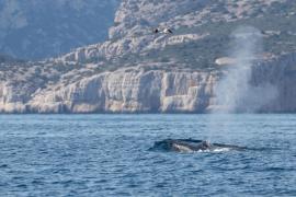 Rare observation d'un rorqual commun dans les Calanques