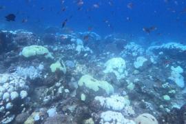 En Guadeloupe, blanchissement alarmant des coraux Pigeon