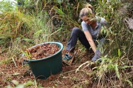 Chantier de lutte contre les plantes invasives au Parc national de La Réunion