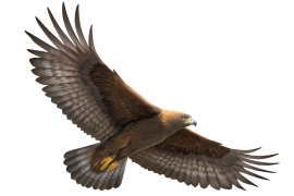 Aigle royal © OFB, les parcs nationaux de France, GMF, Camille Dégardin