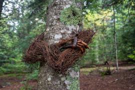 "Les arbres qui parlent" d'Elodie Cabos