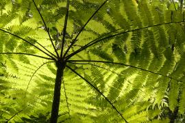 bd_png_fougeres_c_fabien_salles_-_parc_national_de_la_guadeloupe.jpg