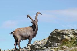 c_bouquetin_des_alpes_mireille_coulon-parc_national_des_ecrins.jpg