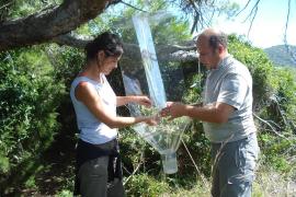 restauration-ecologique-de-l-ile-de-bagaud-point-zero-faune-entomologique.jpg