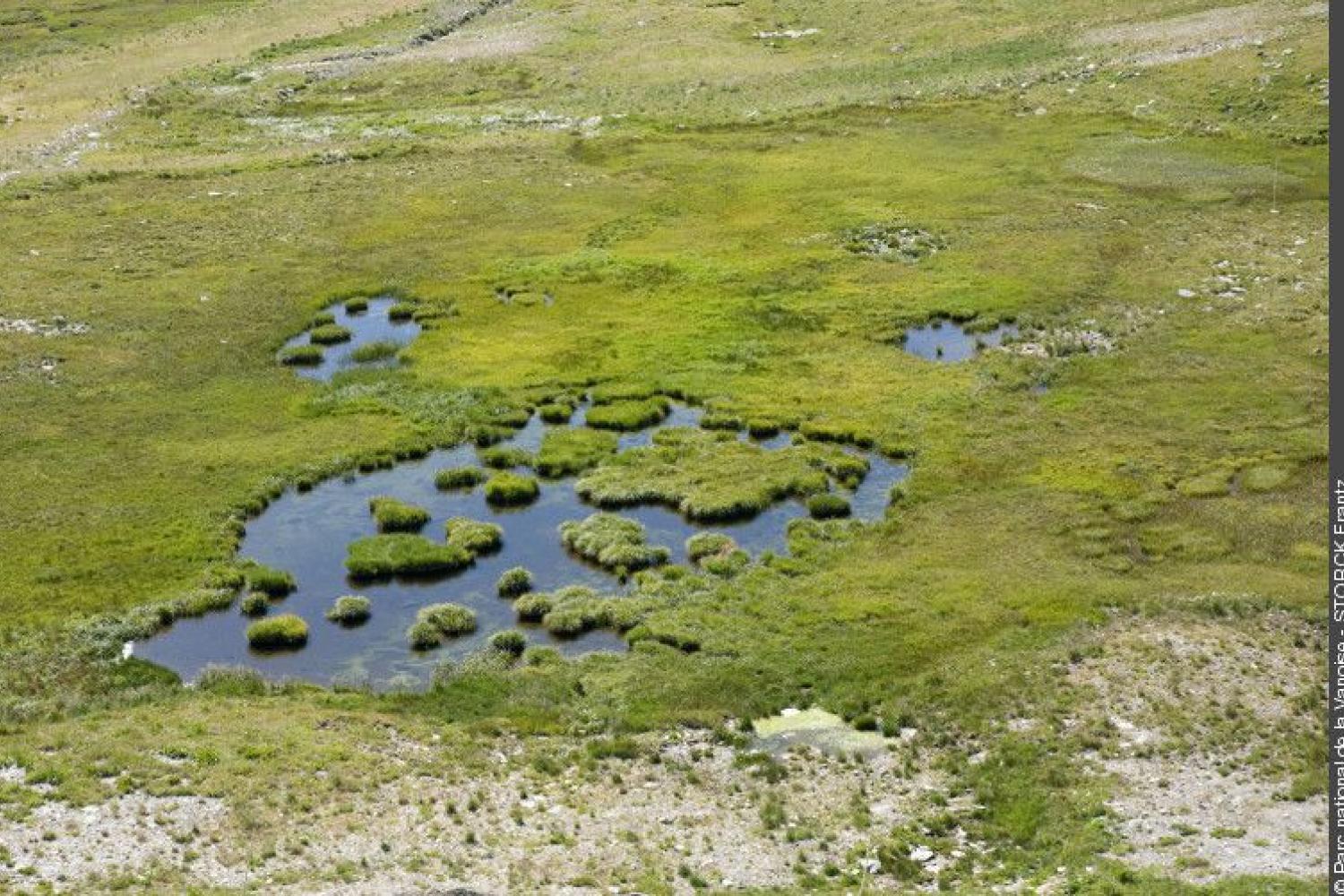 Zone humide de la Moutière