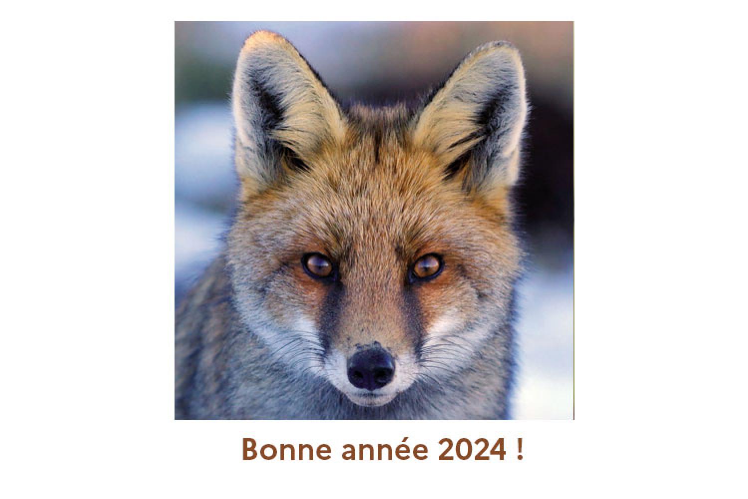 renard roux