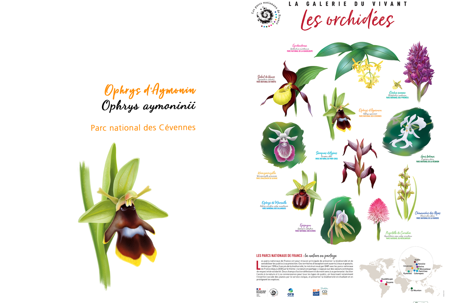 Ophrys d’Aymonin