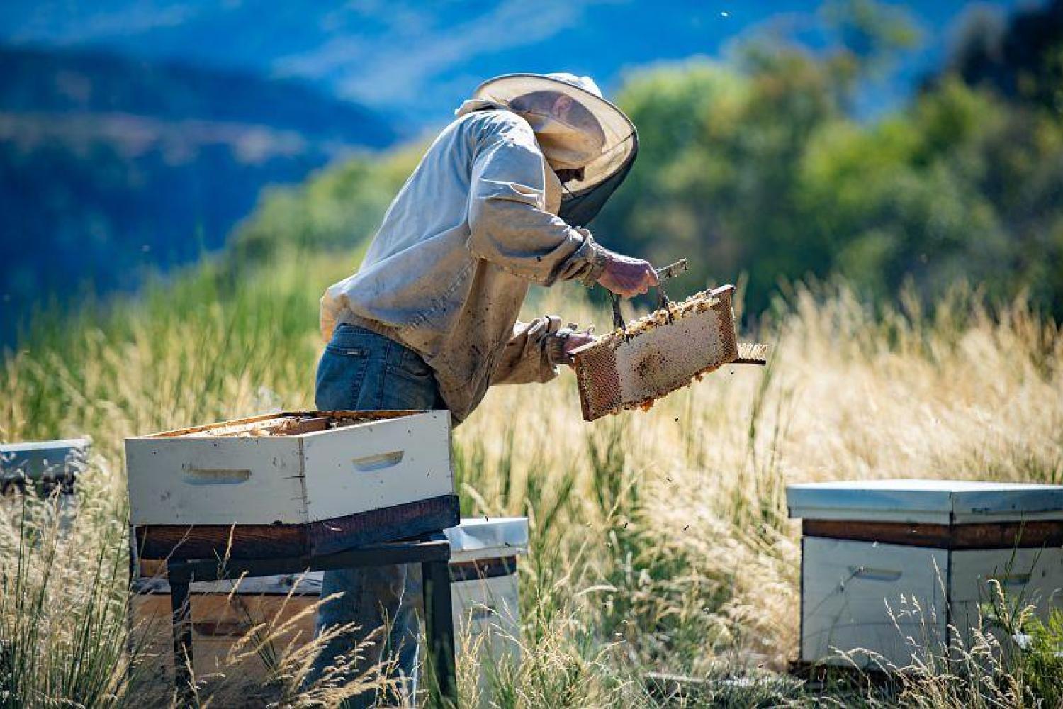 Pierre de La Rue du Can © Régis Domergue - Parc national des Cévennes