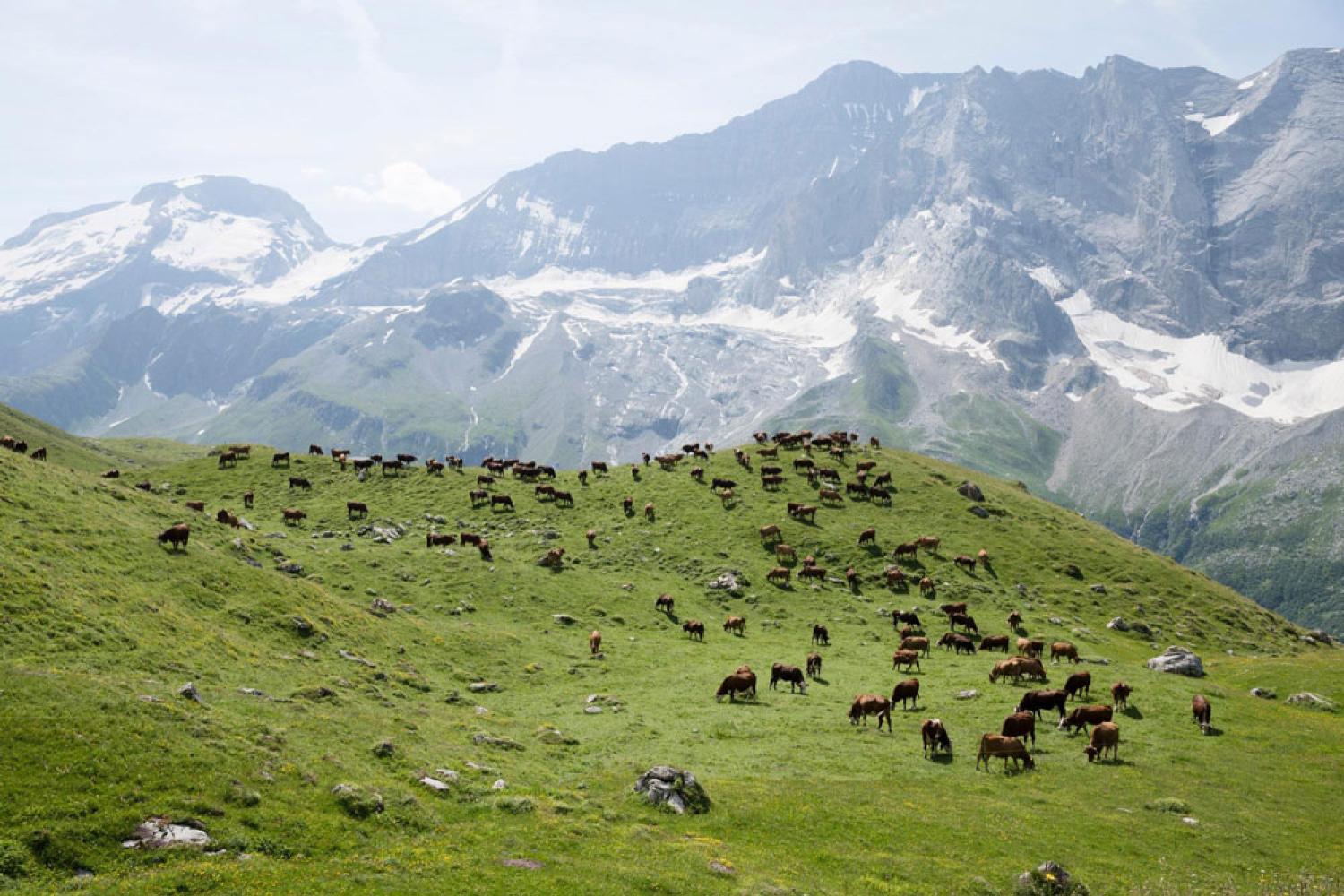 Abondances au pâturage sur l’alpage de la Grande Plagne à Champagny-en-vanoise 