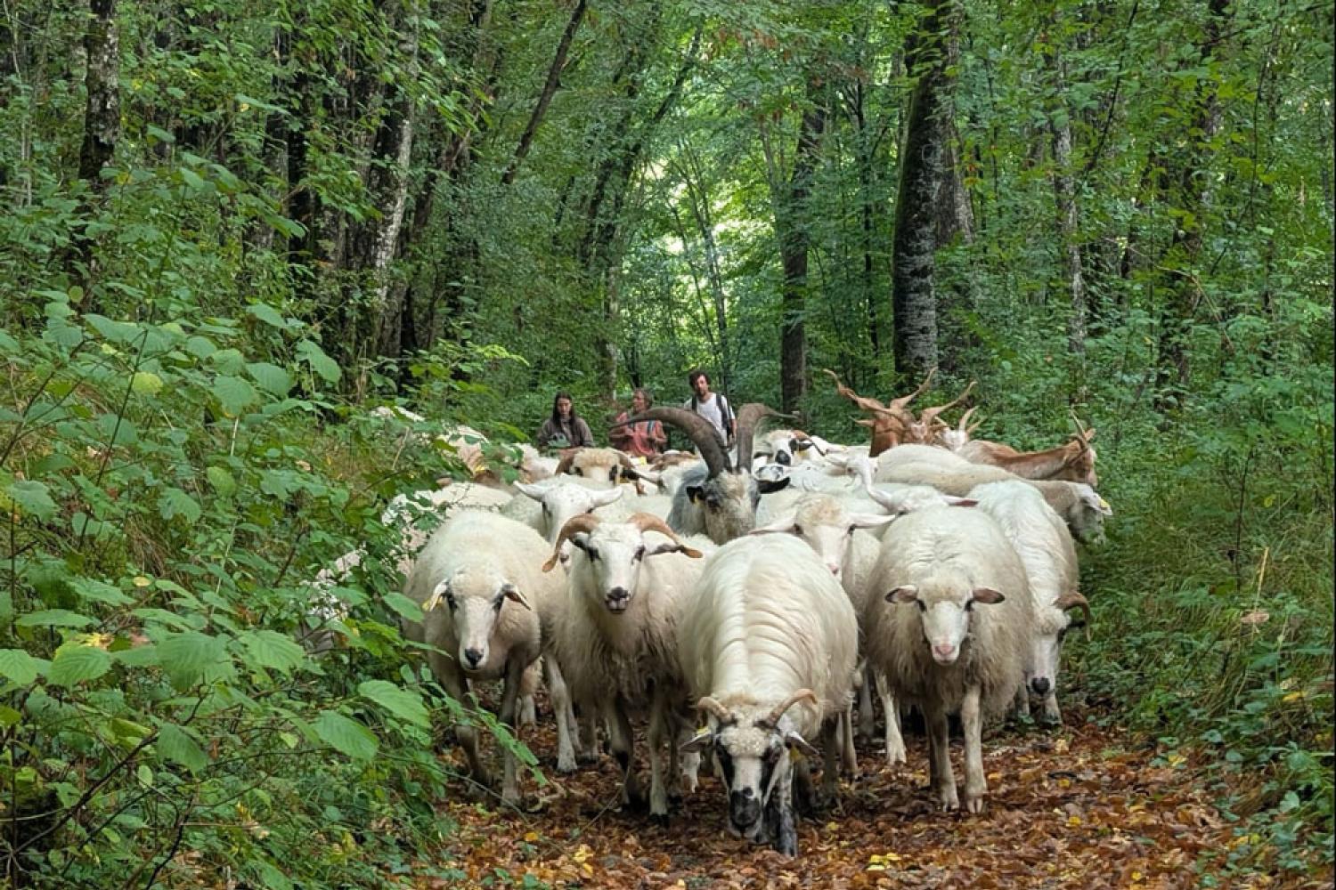  Troupeau Mérinos dans le Parc national de forêts