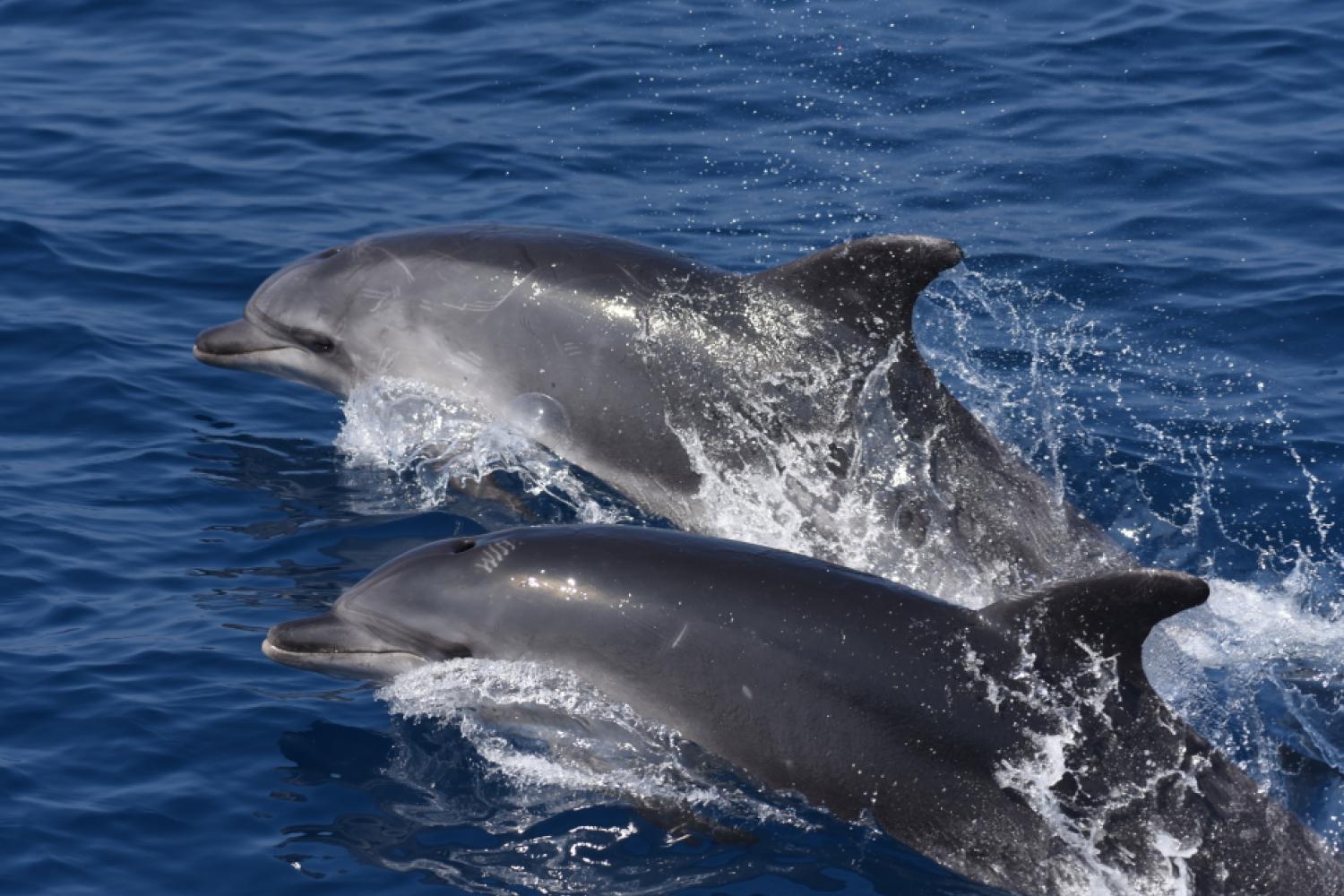 Le grand dauphin  Portail des parcs nationaux de France