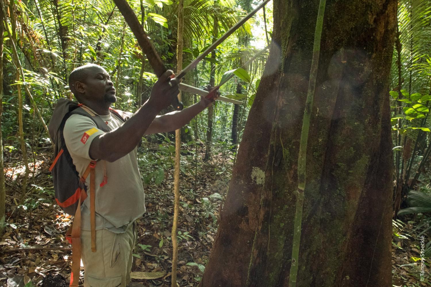 bd_pag_identification_et_mesure_dun_arbre_par_francois_bagadi-agent_du_parc_amazonien_de_guyane_c_tanguy_stoeckle.jpg