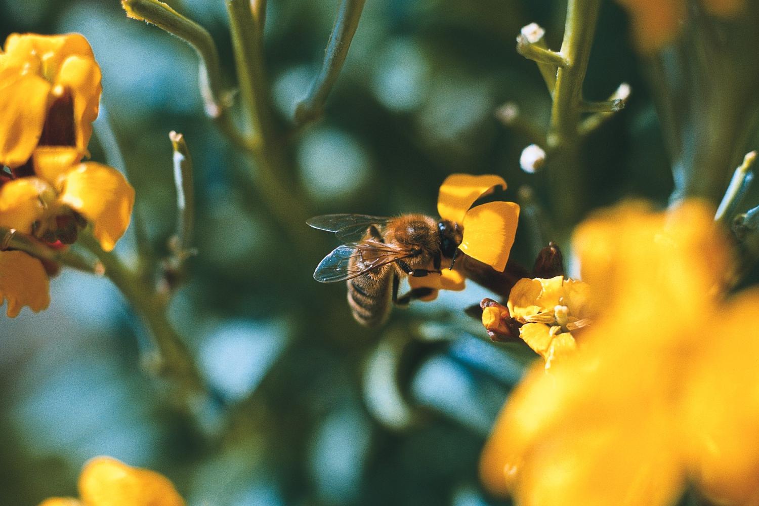 bd_pnc_abeille_sur_genet_en_fleur_c_parc_national_des_cevennes.jpg