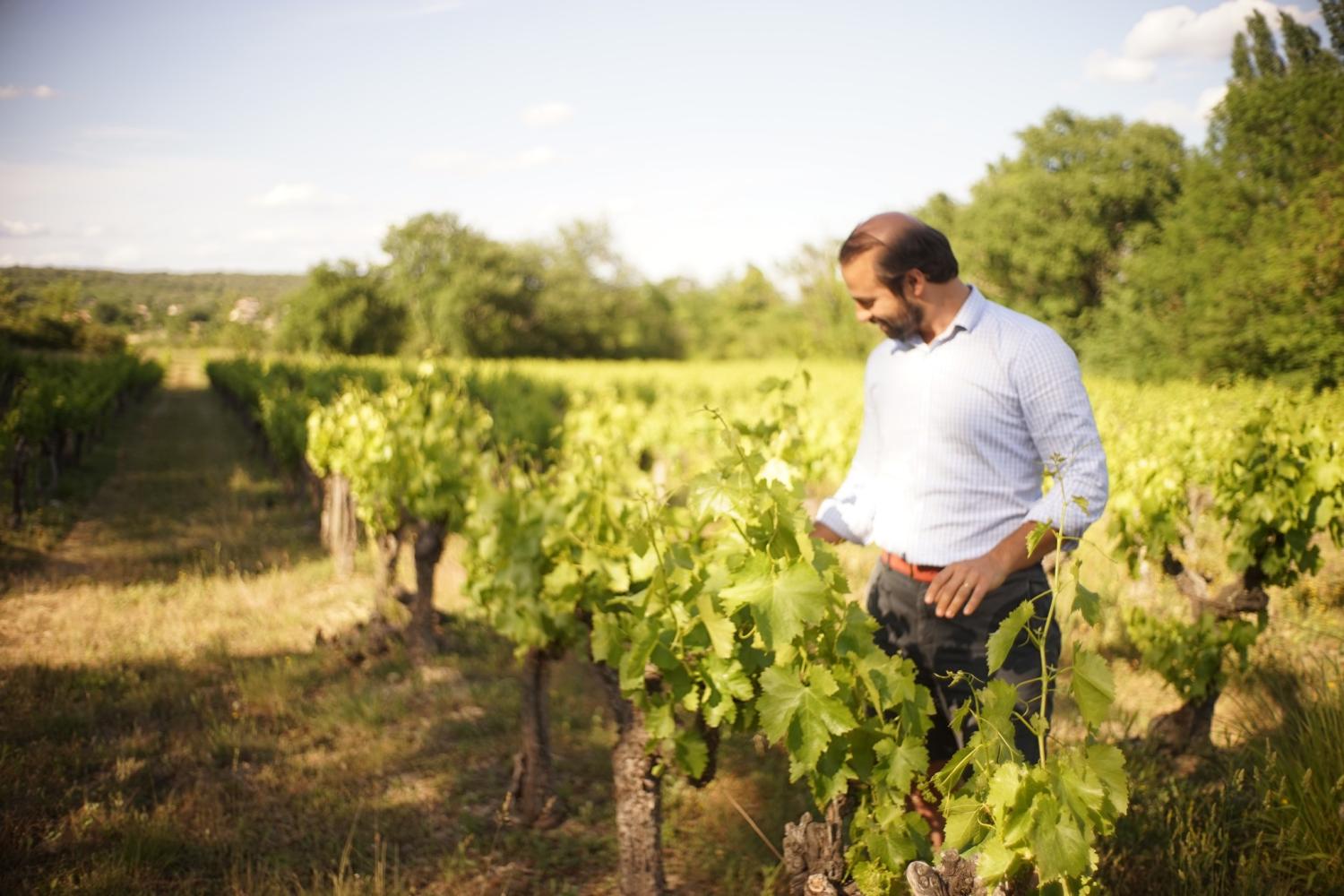 bd_pnc_dans_les_vignes_c_chateau_des_lebres.jpg