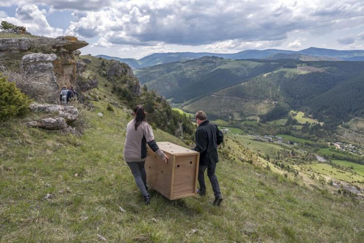 bd_pnc_lacher_gypaetes_c_olivier_prohin-parc_national_des_cevennes.jpg