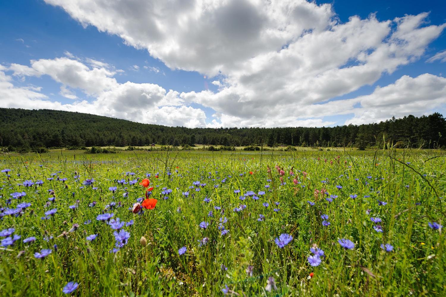 bd_pnc_paysage_du_causse_mejean_c_arnaud_bouissou.jpg