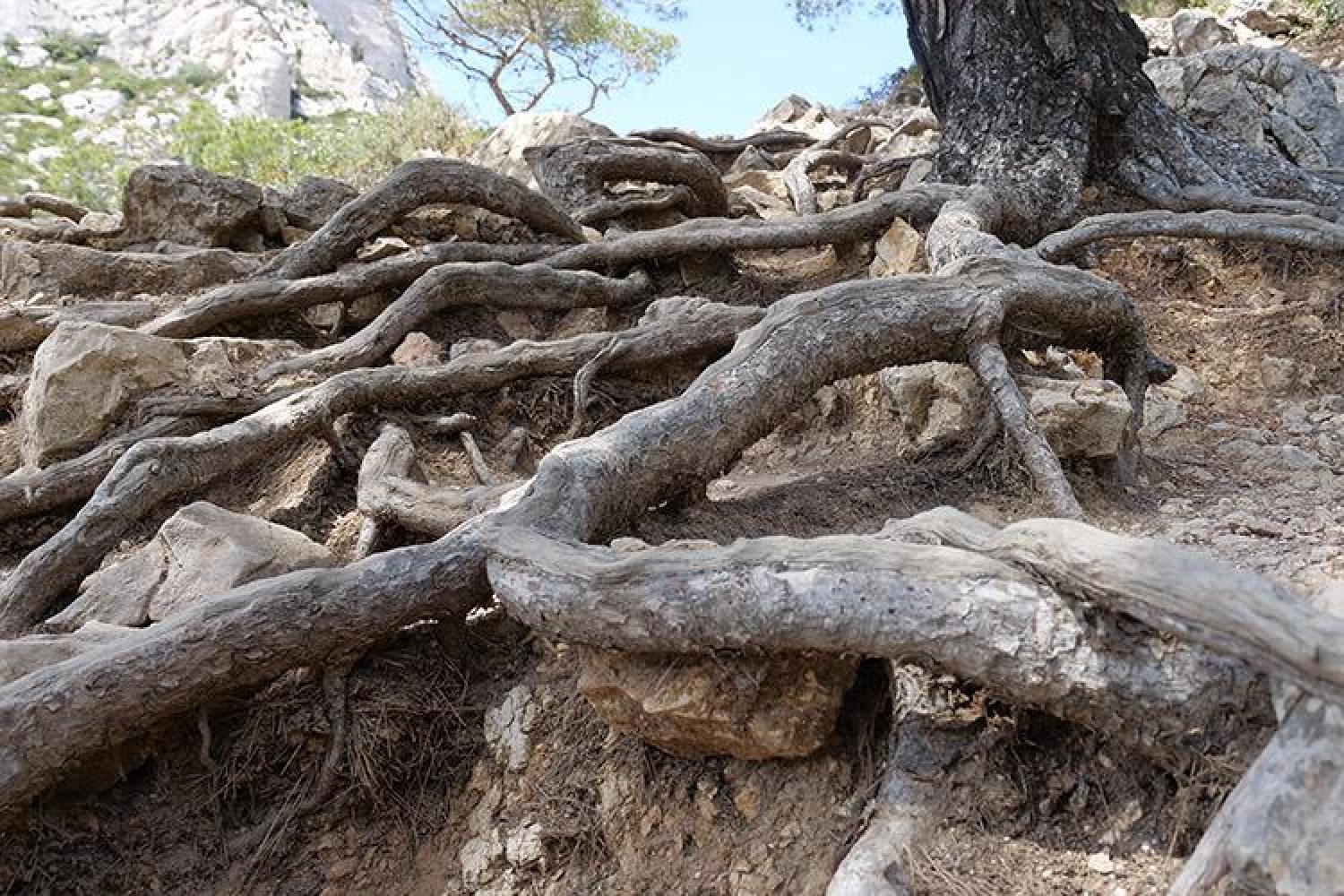 bd_pncal_erosion_c_dr_parc_national_des_calanques.jpg