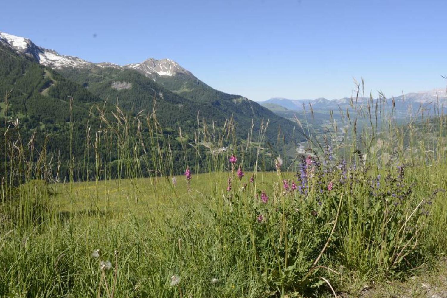 bd_pne_prairies_c_f._thibault-parc_national_des_ecrins.jpg
