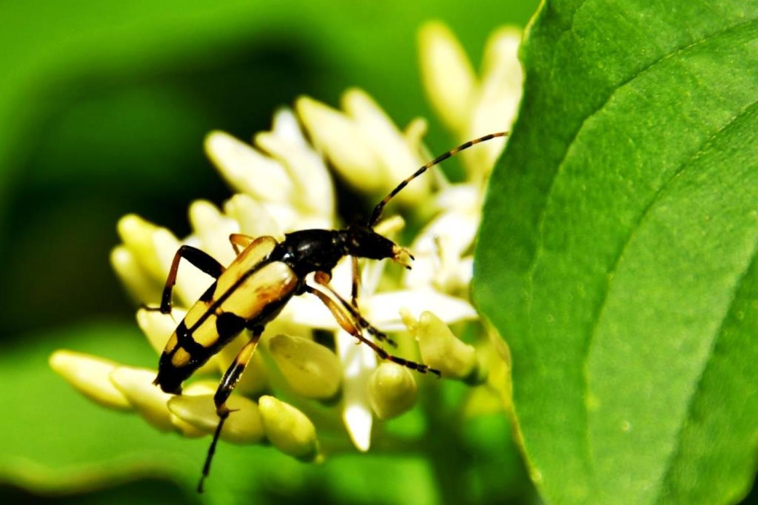 bd_pnf_lepture_tachetee_rutpela_maculata_marie_quiquemelle-parc_national_de_forets.jpg