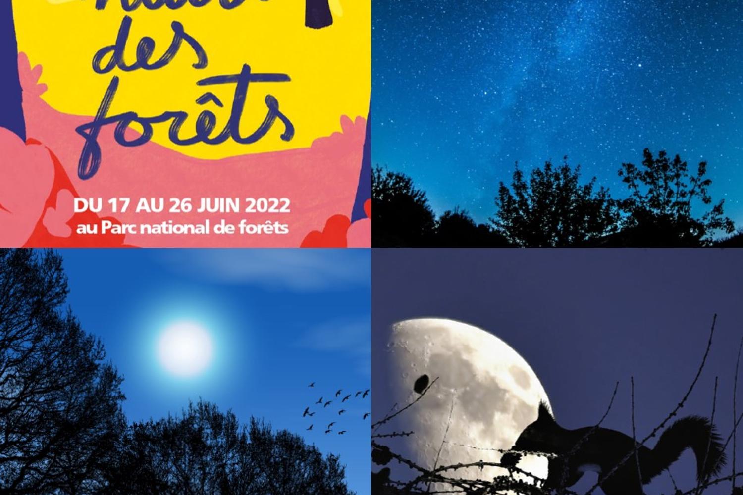 bd_pnf_sorties_nocturnes_nuits_des_forets_c_dr_parc_national_de_forets.jpg
