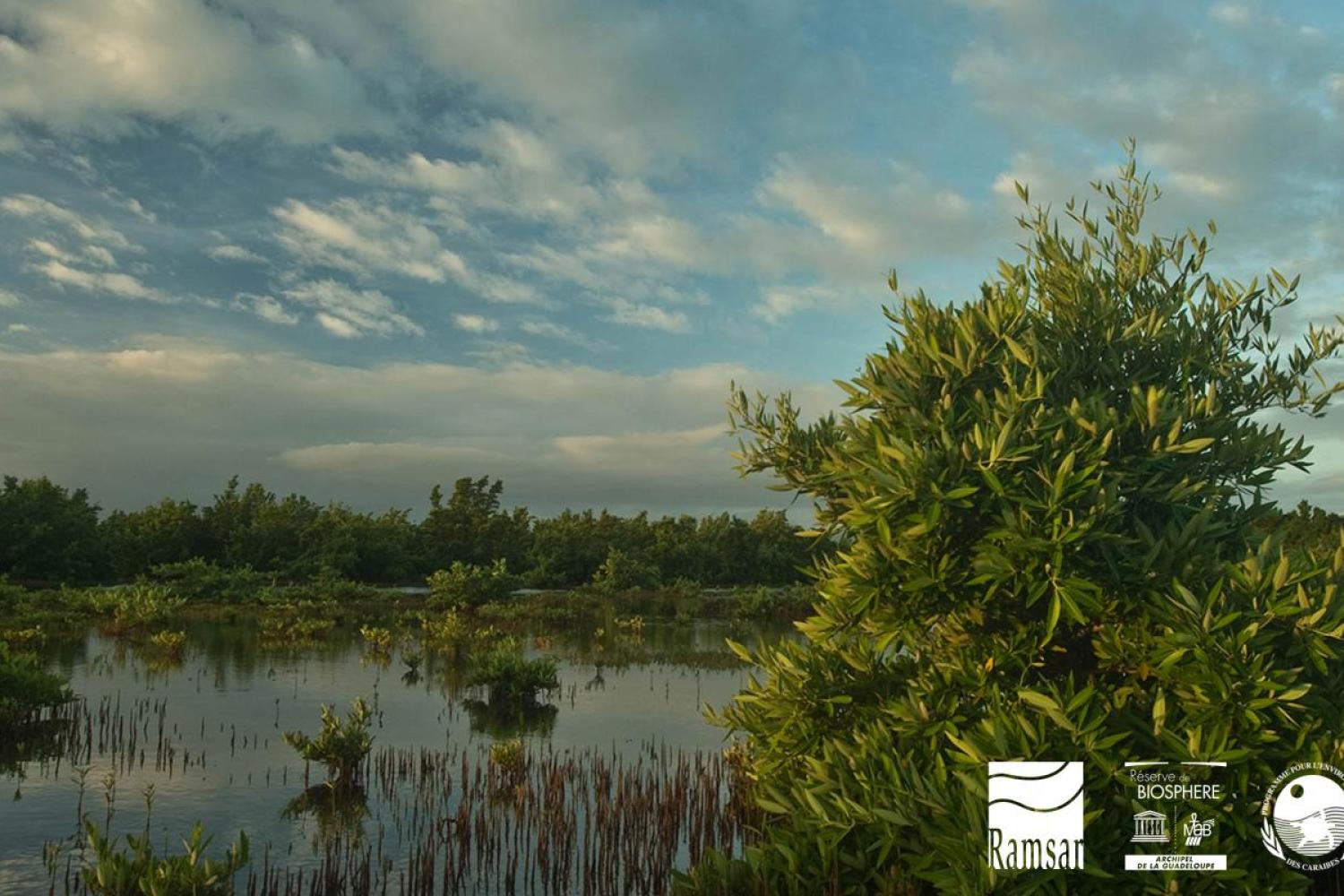 bd_png_mangrove_grand_cul-de-sac_marin_c_fabien_salles-parc_national_de_la_guadeloupe.jpg