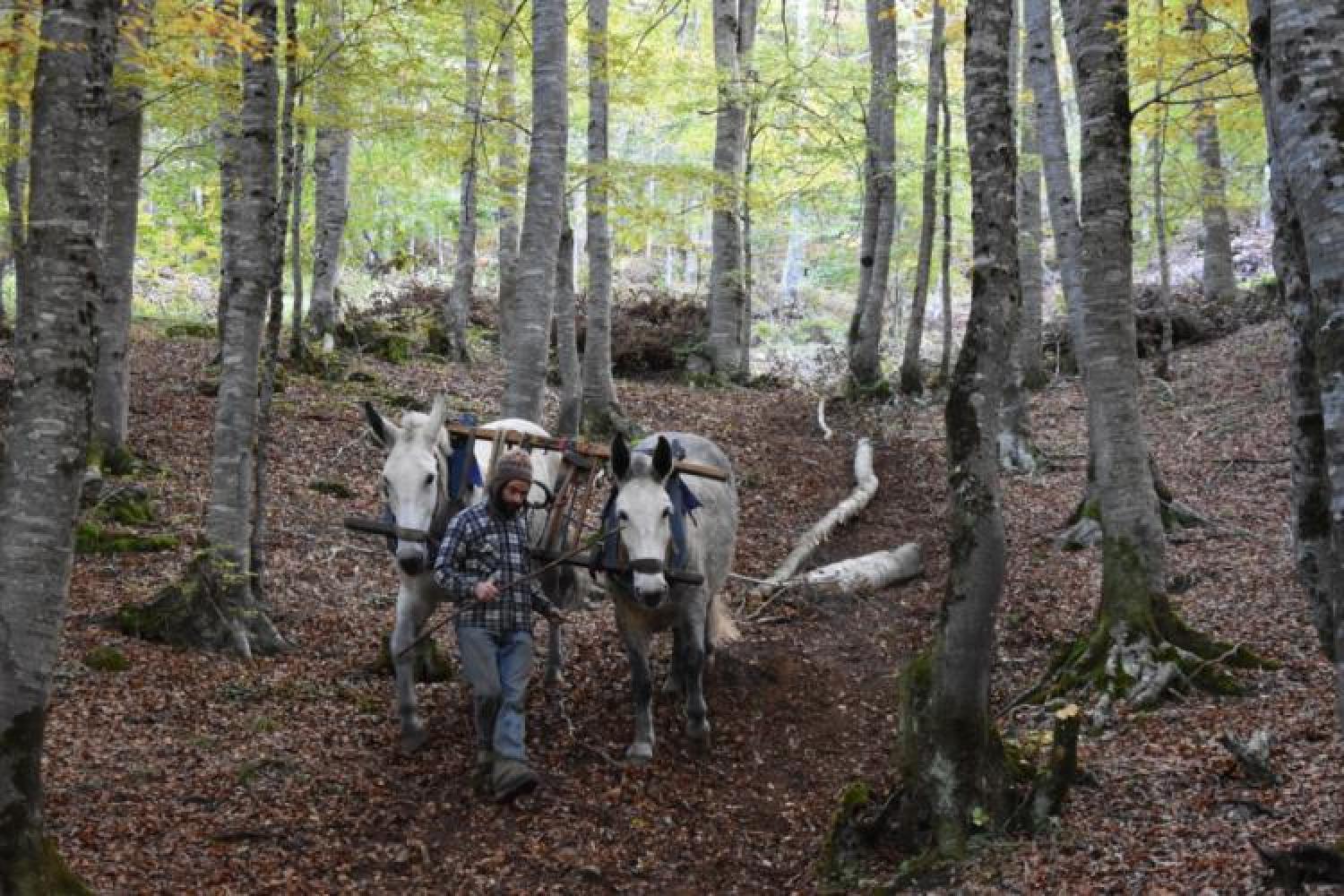 bd_pnp_debardage_equin_-_parc_national_des_pyrenees_c_sylvain_rollet_-_parc_national_des_pyrenees.jpg