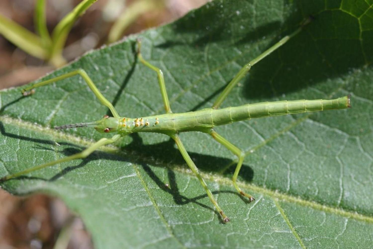 bd_pnrun_phasme_vert_c_jean-cyrille_notter_-_parc_national_de_la_reunion.jpg