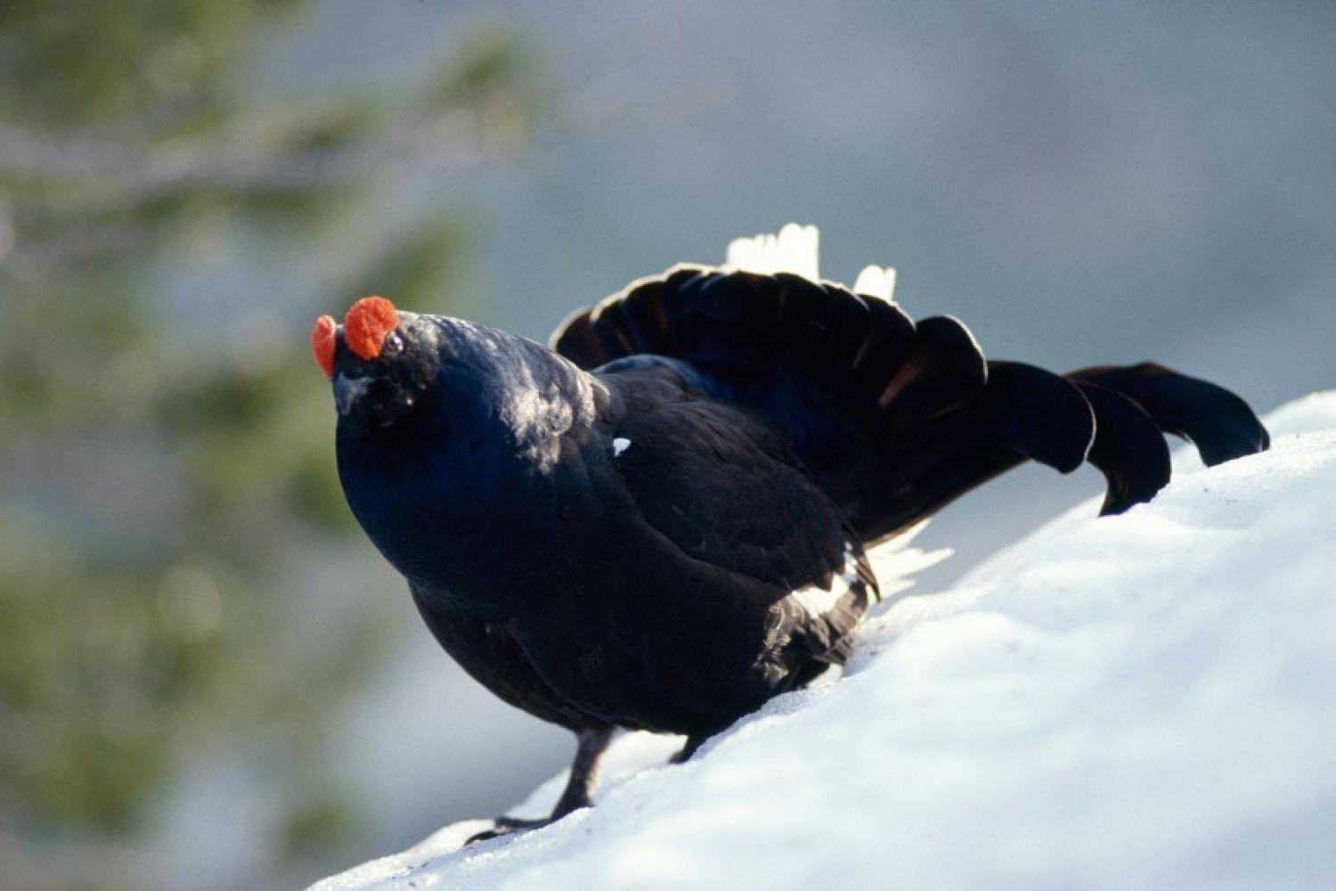 bd_pnv_coq_de_tetras-lyre_pendant_les_parades_du_printemps_c_philippe_benoit_-_parc_national_de_la_vanoise.jpg