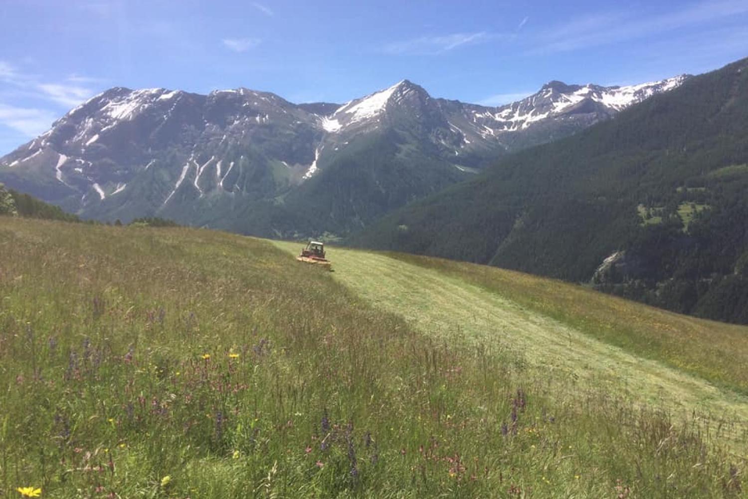 fauche_prairie_ferme_des_cabrioles.jpg