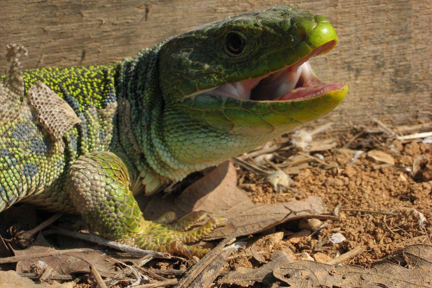 Jouet Lézard Grimpeur Avec Télécommande - Gecko Escalade Murs & Courses - Jeu Interactif Enfant Dès 3 Ans - 6